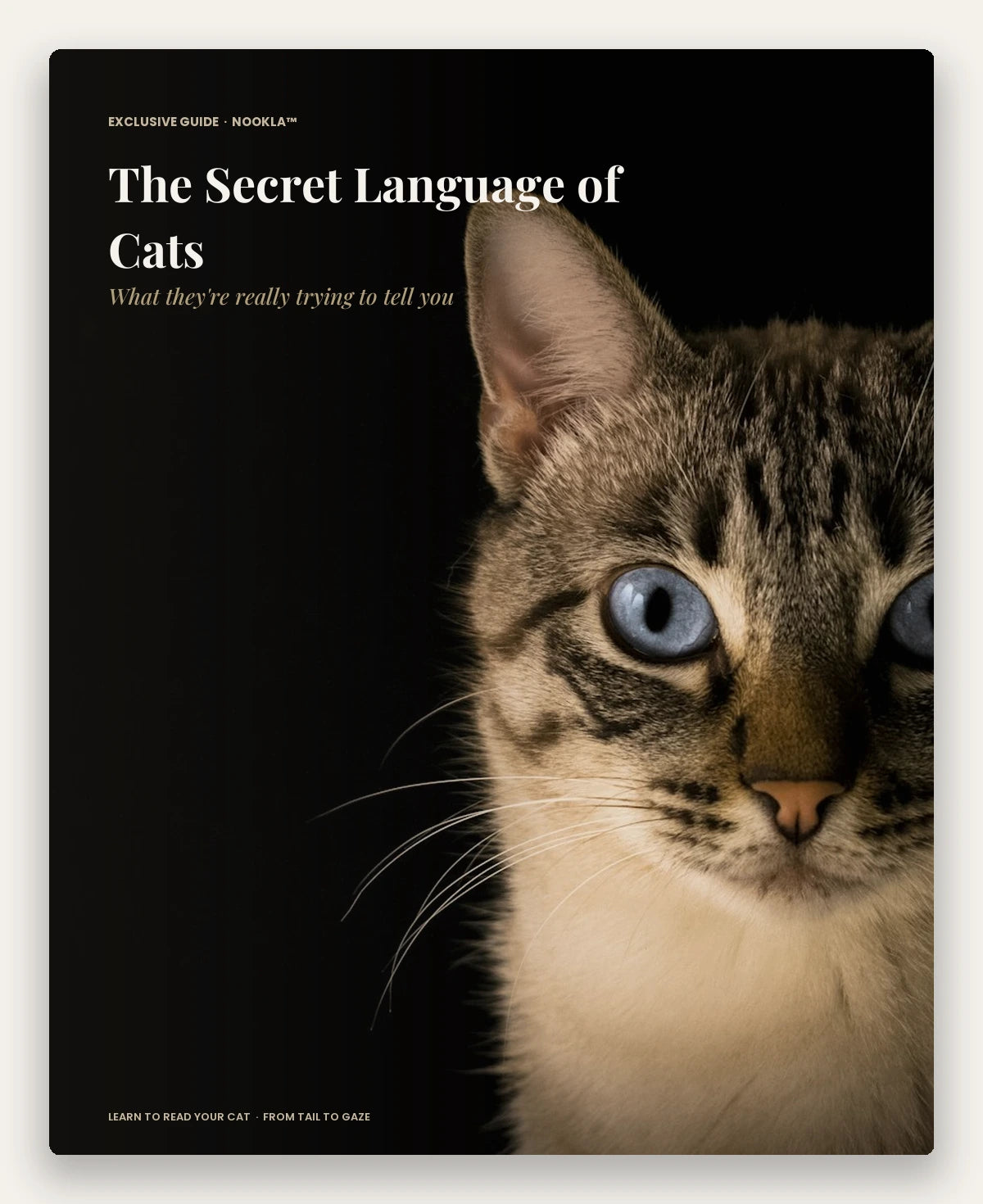 E-book: ‘The Secret Language of Cats’